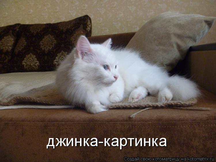 джинка-картинка... Котоматрица: джинка-картинка