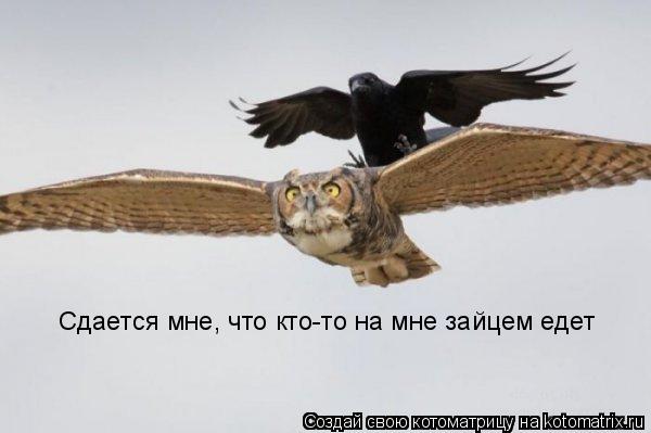 Сдается мне, что кто-то на мне зайцем едет... Котоматрица: Сдается мне, что кто-то на мне зайцем едет