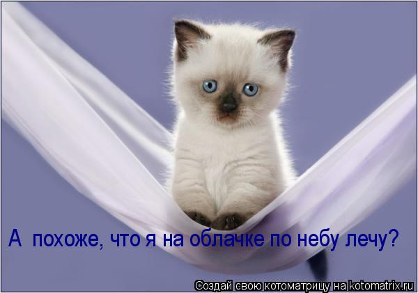 А похоже, что я на облачке по небу лечу?... Котоматрица: А похоже, что я на облачке по небу лечу?