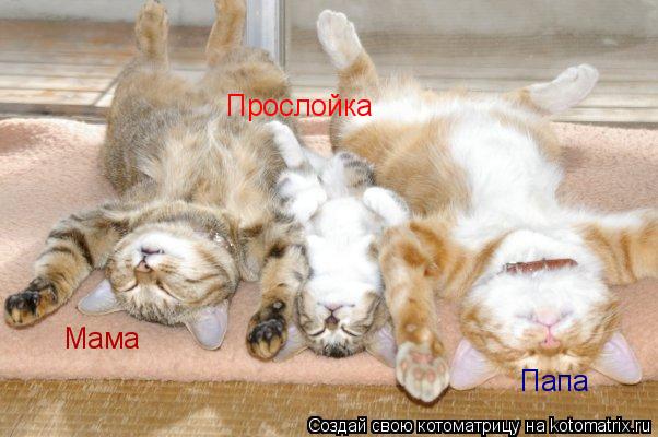 Мама Папа Прослойка... Котоматрица: Мама Папа Прослойка