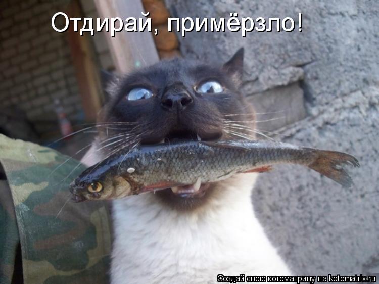 Отдирай, примёрзло!... Котоматрица: Отдирай, примёрзло!