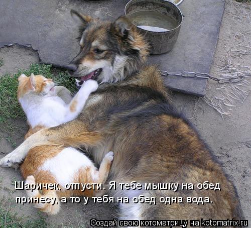 Шаричек, отпусти. Я тебе мышку на обед принесу, а то у тебя на обед одна вода.... Котоматрица: Шаричек, отпусти. Я тебе мышку на обед принесу, а то у тебя на обед одна вода.