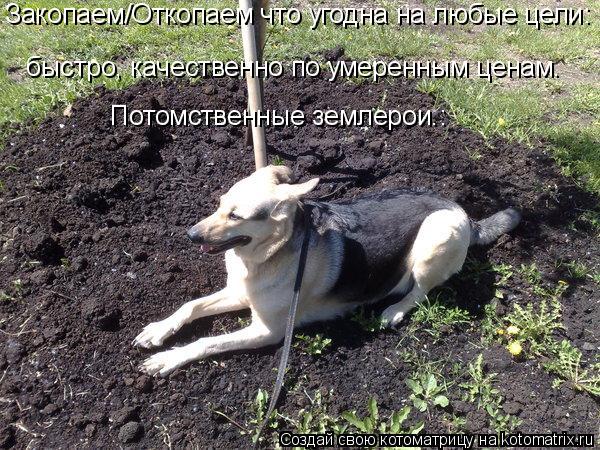Закопаем/Откопаем что угодна на любые цели: быстро, качественно по умеренным ценам. Потомственные зем... Котоматрица: Закопаем/Откопаем что угодна на любые цели: быстро, качественно по умеренным ценам. Потомственные землерои. Закопаем/Откопаем что угодна н