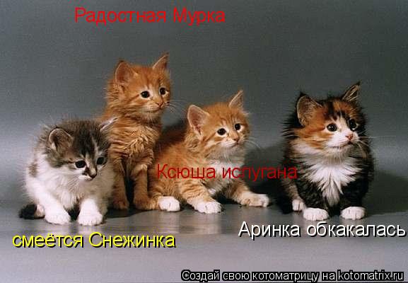 Радостная Мурка смеётся Снежинка Ксюша испугана Аринка обкакалась... Котоматрица: Радостная Мурка смеётся Снежинка Ксюша испугана Аринка обкакалась