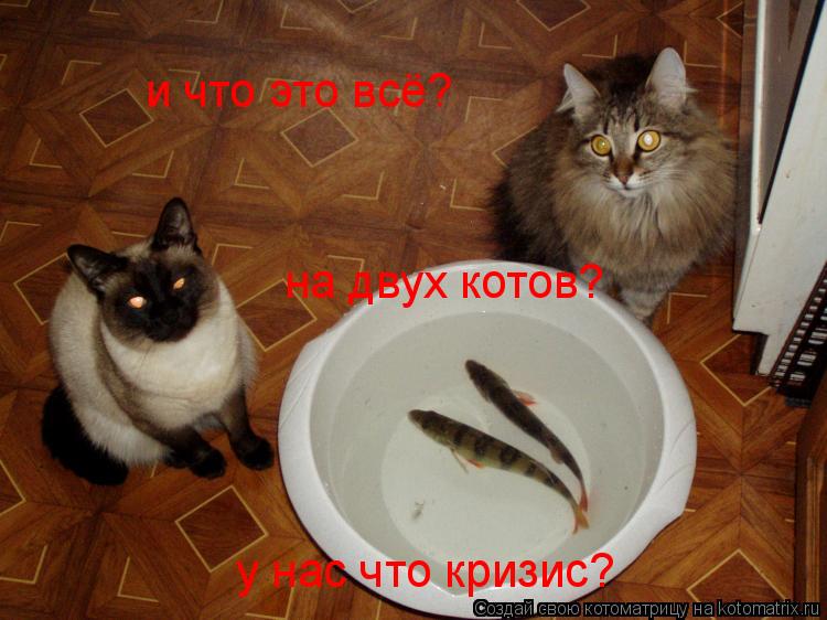 и что это всё? на двух котов? у нас что кризис?... Котоматрица: и что это всё? на двух котов? у нас что кризис?