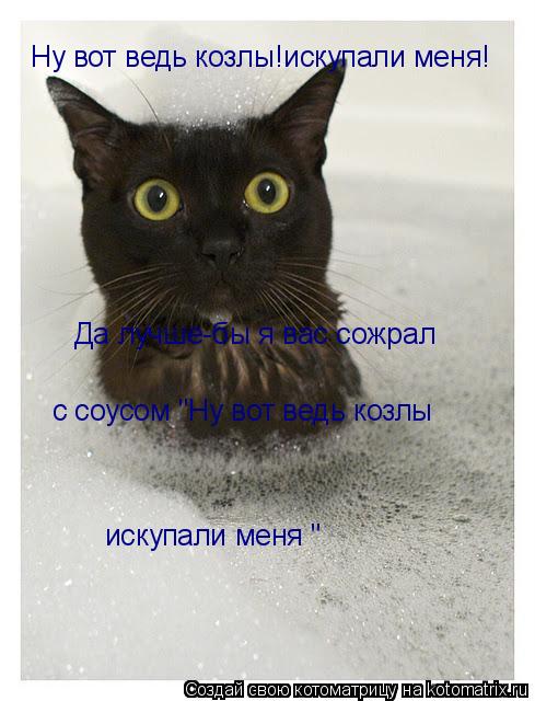Ну вот ведь козлы!искупали меня! Да лучше-бы я вас сожрал с соусом "Ну вот ведь козлы искупали меня ... Котоматрица: Ну вот ведь козлы!искупали меня! Да лучше-бы я вас сожрал с соусом "Ну вот ведь козлы искупали меня "