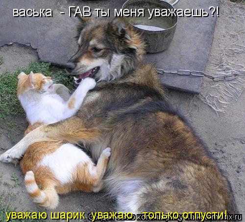 васька - ГАВ ты меня уважаешь?! уважаю шарик уважаю.. только отпусти!... Котоматрица: васька - ГАВ ты меня уважаешь?! уважаю шарик уважаю.. только отпусти!