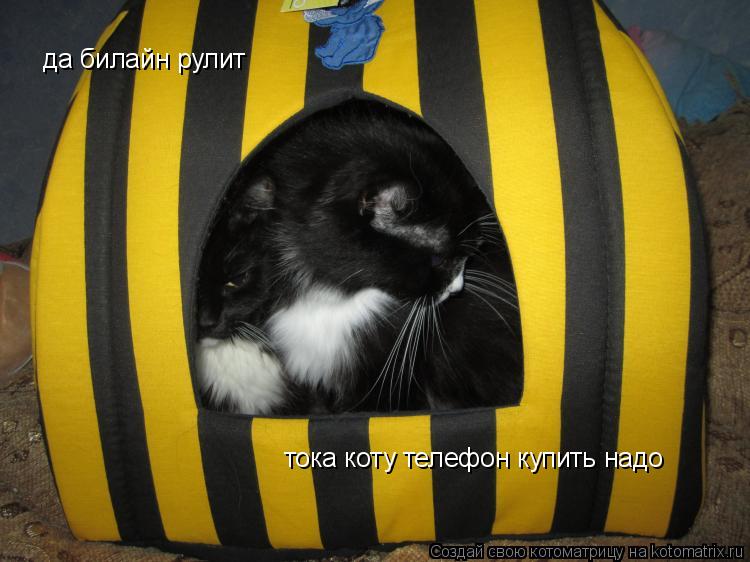 да билайн рулит тока коту телефон купить надо... Котоматрица: да билайн рулит тока коту телефон купить надо