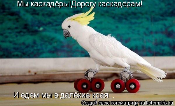 Мы каскадёры!Дорогу каскадёрам! И едем мы в далёкие края...... Котоматрица: Мы каскадёры!Дорогу каскадёрам! И едем мы в далёкие края...