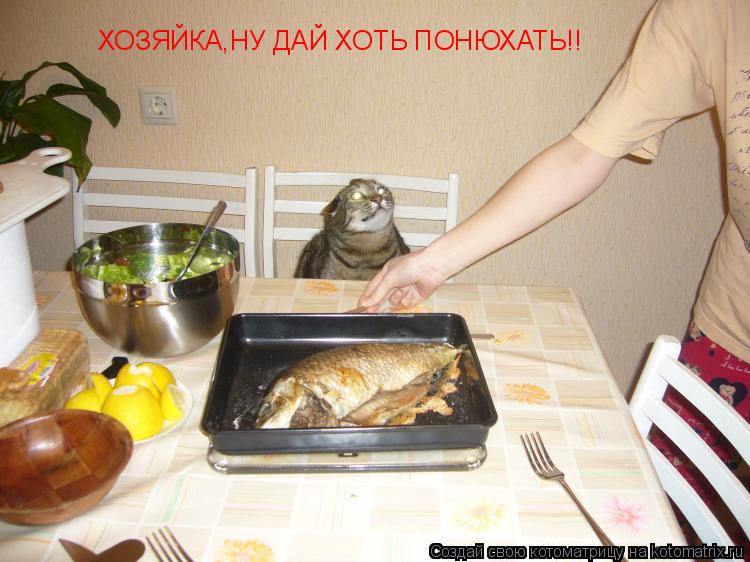 ХОЗЯЙКА,НУ ДАЙ ХОТЬ ПОНЮХАТЬ!!... Котоматрица: ХОЗЯЙКА,НУ ДАЙ ХОТЬ ПОНЮХАТЬ!!