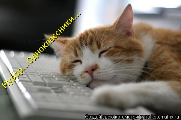 Муррр...Одноклассники...... Котоматрица: Муррр...Одноклассники...