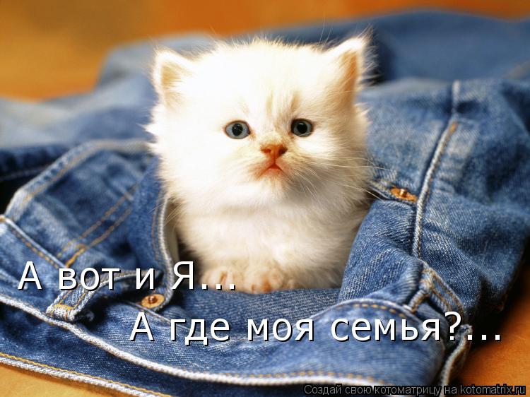 А вот и Я... А где моя семья?...... Котоматрица: А вот и Я... А где моя семья?...