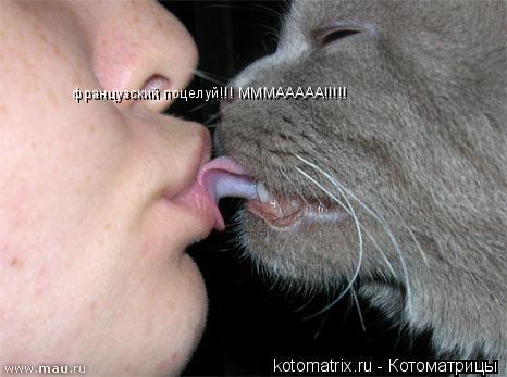 французский поцелуй!!! МММААААА!!!!!... Котоматрица: французский поцелуй!!! МММААААА!!!!!