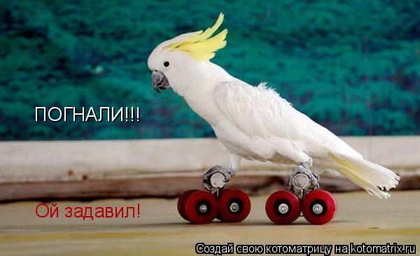 ПОГНАЛИ!!! Ой задавил!... Котоматрица: ПОГНАЛИ!!! Ой задавил!