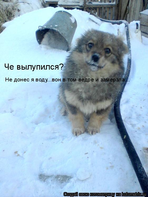 Че вылупился? Не донес я воду...вон в том ведре и замерзла...... Котоматрица: Че вылупился? Не донес я воду...вон в том ведре и замерзла...