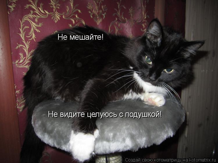 Не мешайте! Не видите целуюсь с подушкой!... Котоматрица: Не мешайте! Не видите целуюсь с подушкой!