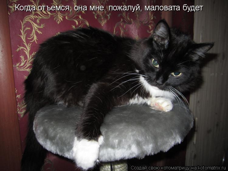 Когда отъемся, она мне. пожалуй, маловата будет... Котоматрица: Когда отъемся, она мне. пожалуй, маловата будет