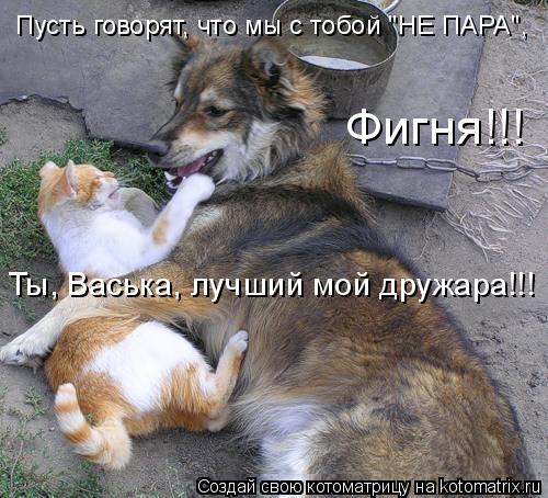 Фигня!!! Ты, Васька, лучший мой дружара!!! Пусть говорят, что мы с тобой "НЕ ПАРА",... Котоматрица: Фигня!!! Ты, Васька, лучший мой дружара!!! Пусть говорят, что мы с тобой "НЕ ПАРА",