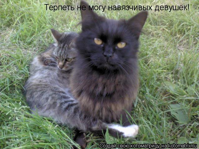 Терпеть не могу навязчивых девушек!... Котоматрица: Терпеть не могу навязчивых девушек!