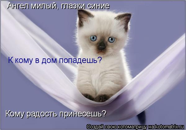 Ангел милый, глазки синие К кому в дом попадешь? Кому радость принесешь?... Котоматрица: Ангел милый, глазки синие К кому в дом попадешь? Кому радость принесешь?