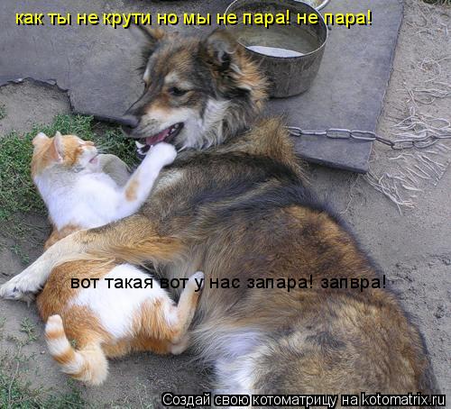 как ты не крути но мы не пара! не пара! вот такая вот у нас запара! запвра!... Котоматрица: как ты не крути но мы не пара! не пара! вот такая вот у нас запара! запвра!