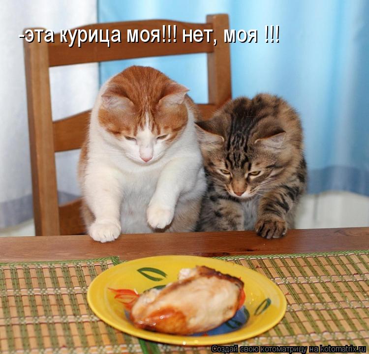-эта курица моя!!! нет, моя !!!... Котоматрица: -эта курица моя!!! нет, моя !!!