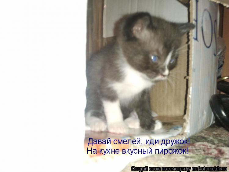 Давай смелей, иди дружок! На кухне вкусный пирожок!... Котоматрица: Давай смелей, иди дружок! На кухне вкусный пирожок!