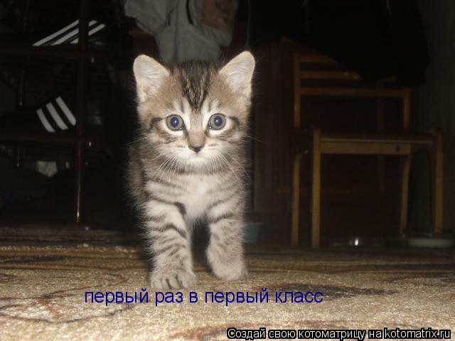 первый раз в первый класс... Котоматрица: первый раз в первый класс