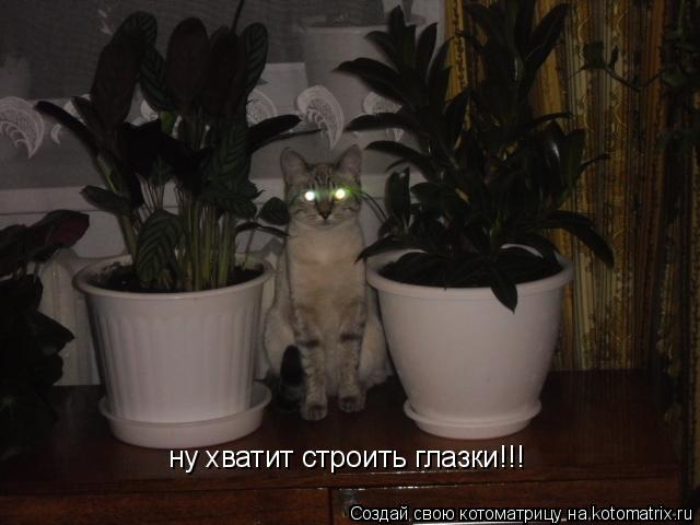 ну хватит строить глазки!!!... Котоматрица: ну хватит строить глазки!!!