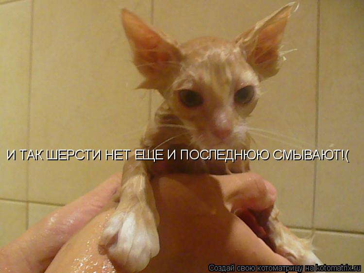 И ТАК ШЕРСТИ НЕТ ЕЩЕ И ПОСЛЕДНЮЮ СМЫВАЮТ!(... Котоматрица: И ТАК ШЕРСТИ НЕТ ЕЩЕ И ПОСЛЕДНЮЮ СМЫВАЮТ!(