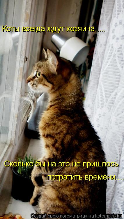 Коты всегда ждут хозяина .... Сколько бы на это не пришлось потратить времени....... Котоматрица: Коты всегда ждут хозяина .... Сколько бы на это не пришлось потратить времени....