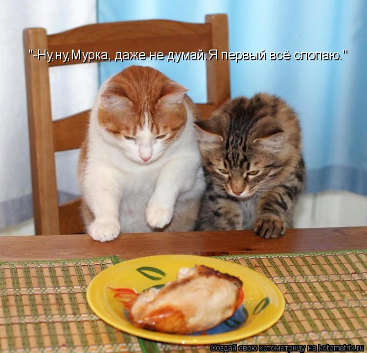 "-Ну,ну,Мурка, даже не думай.Я первый всё слопаю."... Котоматрица: "-Ну,ну,Мурка, даже не думай.Я первый всё слопаю."