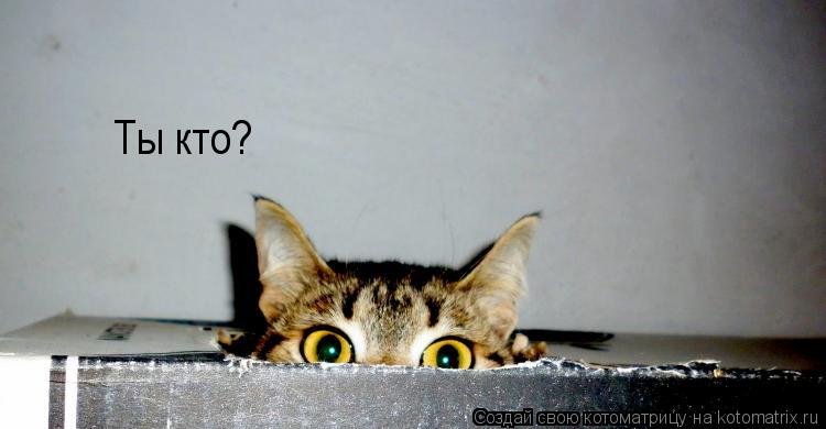 Ты кто?... Котоматрица: Ты кто?