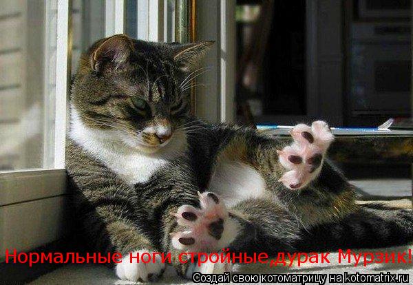 Нормальные ноги стройные,дурак Мурзик!... Котоматрица: Нормальные ноги стройные,дурак Мурзик!