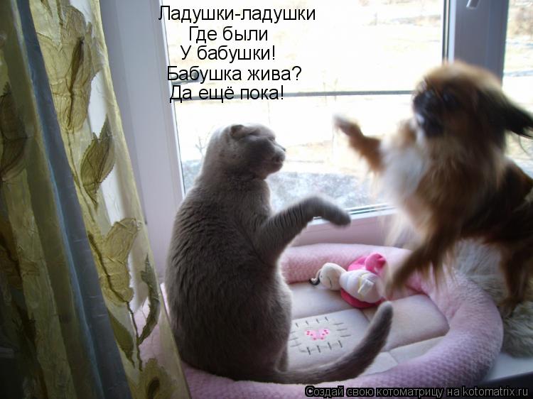 Ладушки-ладушки Где были У бабушки! Бабушка жива? Да ещё пока!... Котоматрица: Ладушки-ладушки Где были У бабушки! Бабушка жива? Да ещё пока!