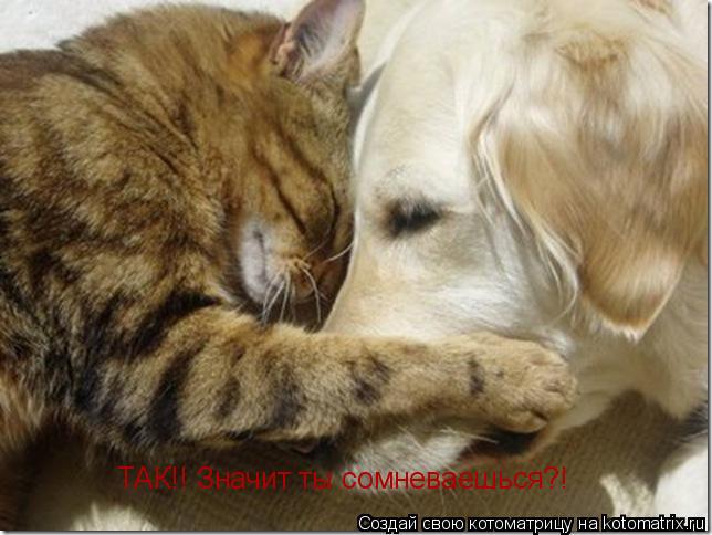 ТАК!! Значит ты сомневаешься?!... Котоматрица: ТАК!! Значит ты сомневаешься?!