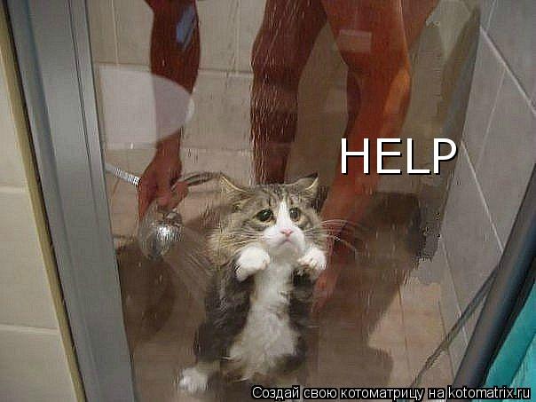 HELP... Котоматрица: HELP