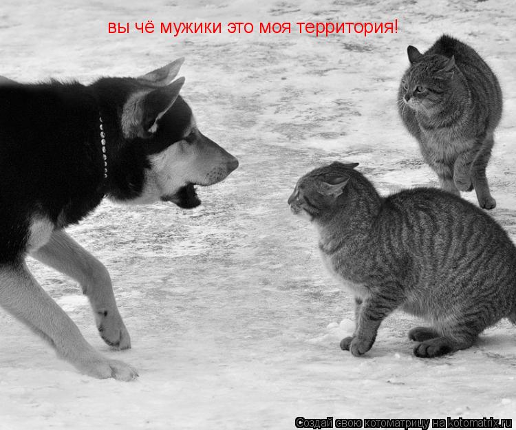 вы чё мужики это моя территория!... Котоматрица: вы чё мужики это моя территория!