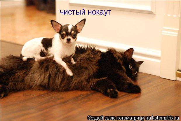 чистый нокаут... Котоматрица: чистый нокаут
