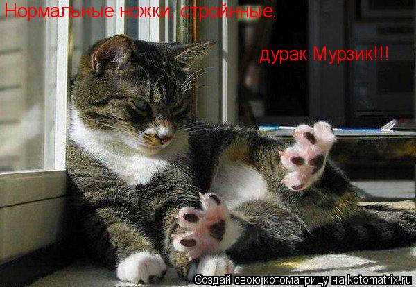 Нормальные ножки, стройнные, дурак Мурзик!!!... Котоматрица: Нормальные ножки, стройнные, дурак Мурзик!!!