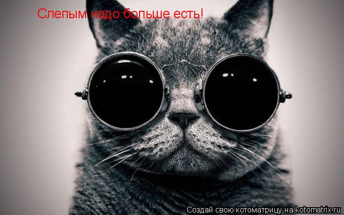 Слепым надо больше есть!... Котоматрица: Слепым надо больше есть!