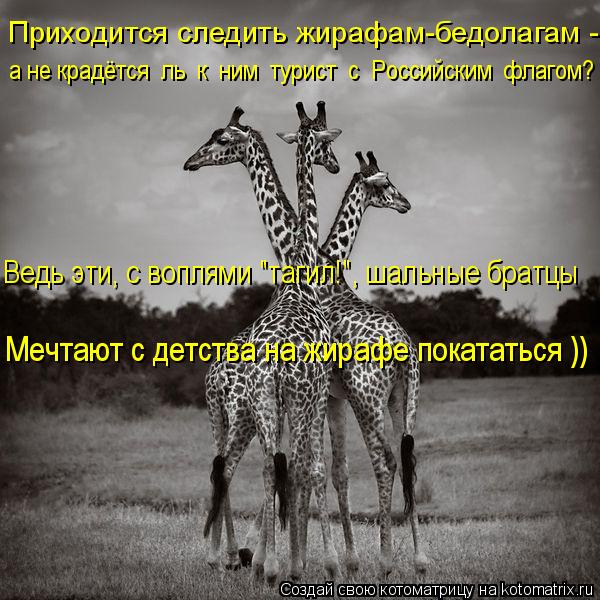 Котоматрица: Приходится следить жирафам-бедолагам -  а не крадётся  ль  к  ним  турист  с  Российским  флагом? Ведь эти, с воплями "тагил!", шальные братцы Меч