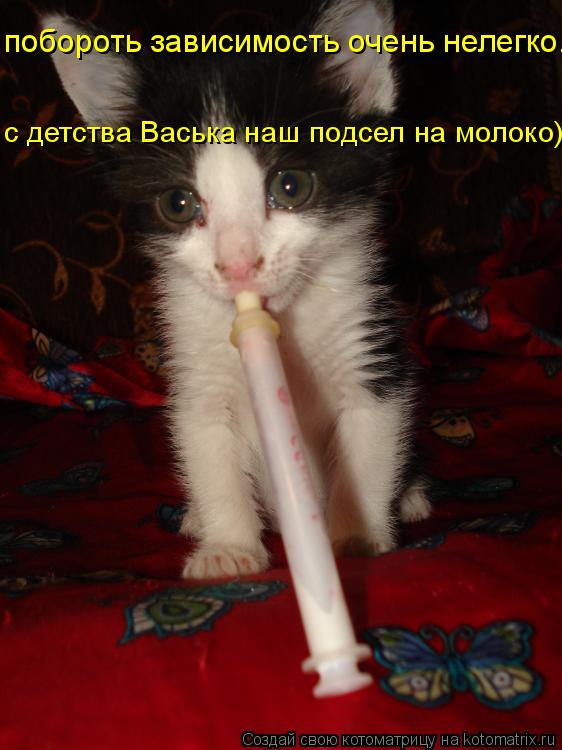 побороть зависимость очень нелегко. с детства Васька наш подсел на молоко)... Котоматрица: побороть зависимость очень нелегко. с детства Васька наш подсел на молоко)