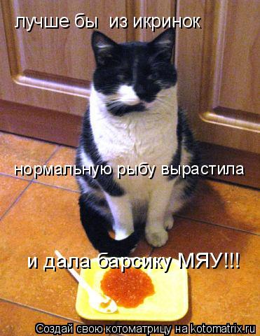 лучше бы из икринок нормальную рыбу вырастила и дала барсику МЯУ!!!... Котоматрица: лучше бы из икринок нормальную рыбу вырастила и дала барсику МЯУ!!!