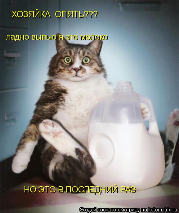 ХОЗЯЙКА ОПЯТЬ??? ладно выпью я это молоко НО ЭТО В ПОСЛЕДНИЙ РАЗ... Котоматрица: ХОЗЯЙКА ОПЯТЬ??? ладно выпью я это молоко НО ЭТО В ПОСЛЕДНИЙ РАЗ