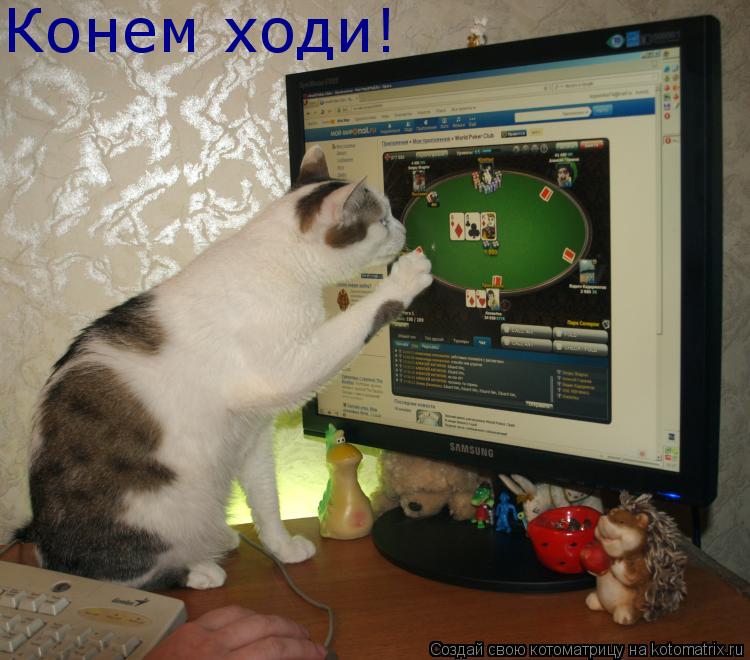 Конем ходи!... Котоматрица: Конем ходи!