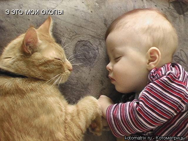 э это мои окопы... Котоматрица: э это мои окопы