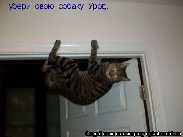 убери свою собаку Урод.... Котоматрица: убери свою собаку Урод.
