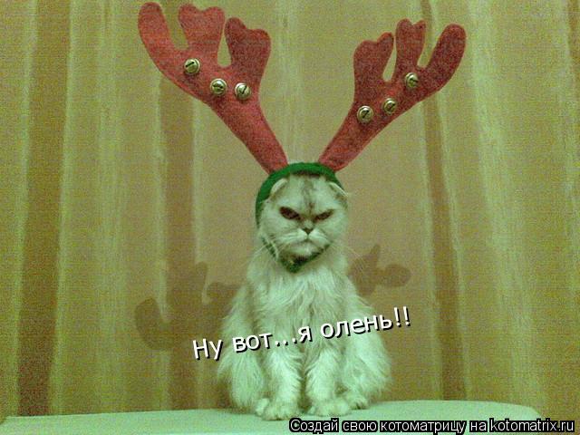Ну вот...я олень!!... Котоматрица: Ну вот...я олень!!