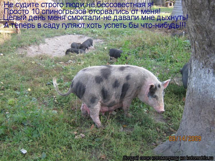 Не судите строго люди,не бессовестная я! Просто 10 спиногрызов оторвались от меня! Целый день меня см... Котоматрица: Не судите строго люди,не бессовестная я! Просто 10 спиногрызов оторвались от меня! Целый день меня смоктали-не давали мне дыхнуть! А теперь в